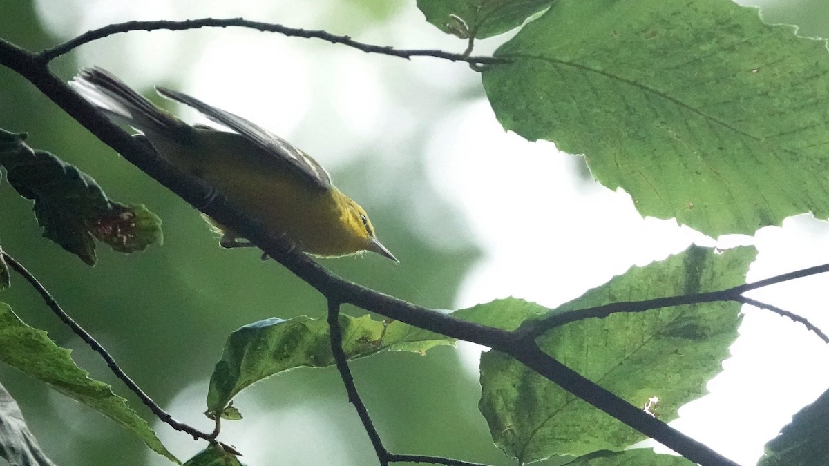 blåvingeparula - ML641459166
