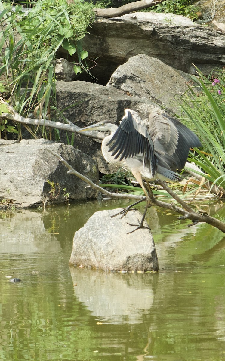 Great Blue Heron - ML641459224