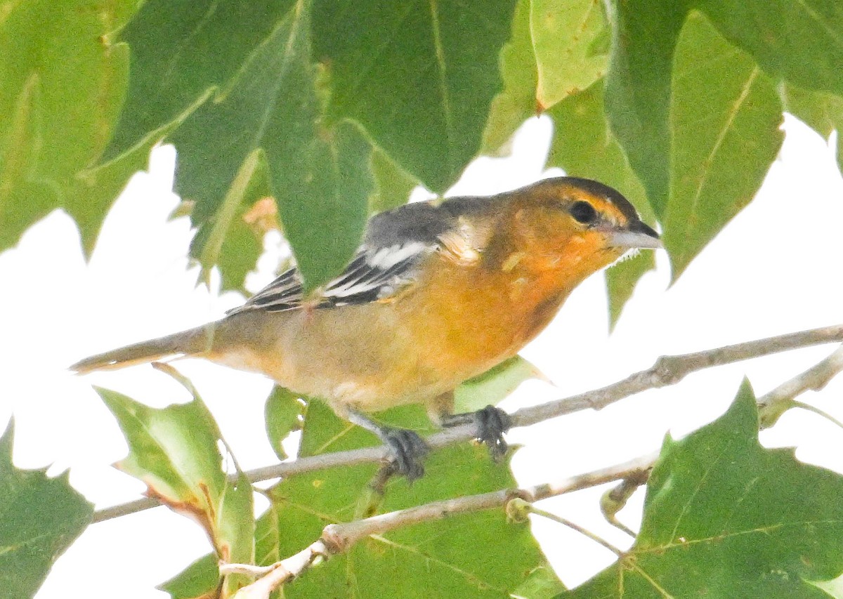 Bullock's Oriole - ML641459287