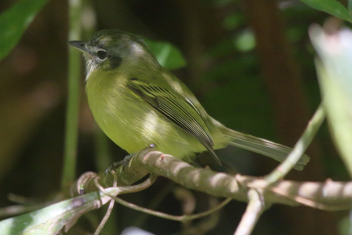 ヒラハシハエトリ（sulphurescens） - ML641459290