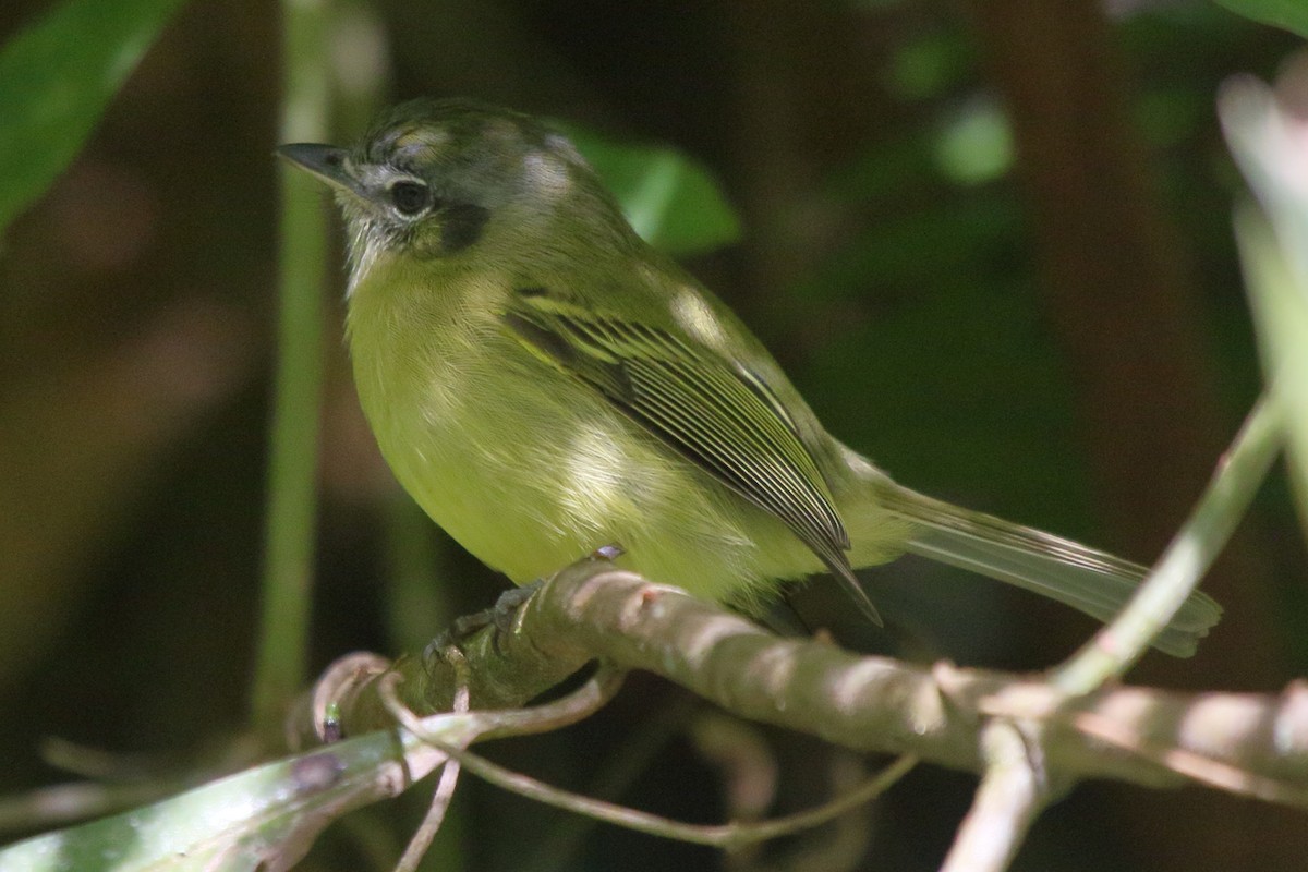 ヒラハシハエトリ（sulphurescens） - ML641459291