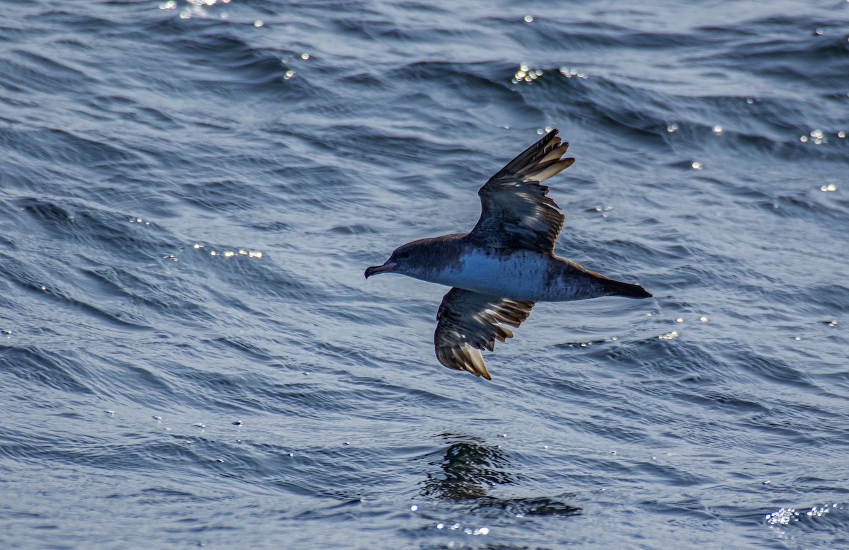 Pink-footed Shearwater - ML641459349