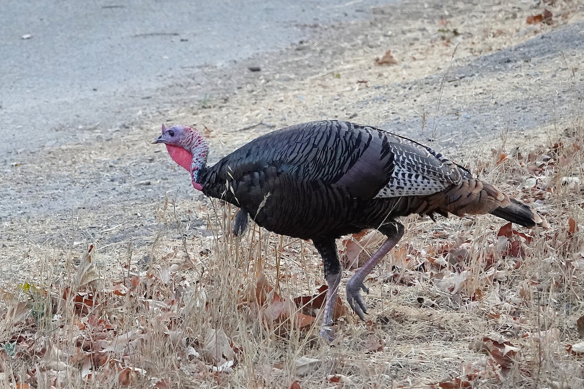 Wild Turkey - ML641459381