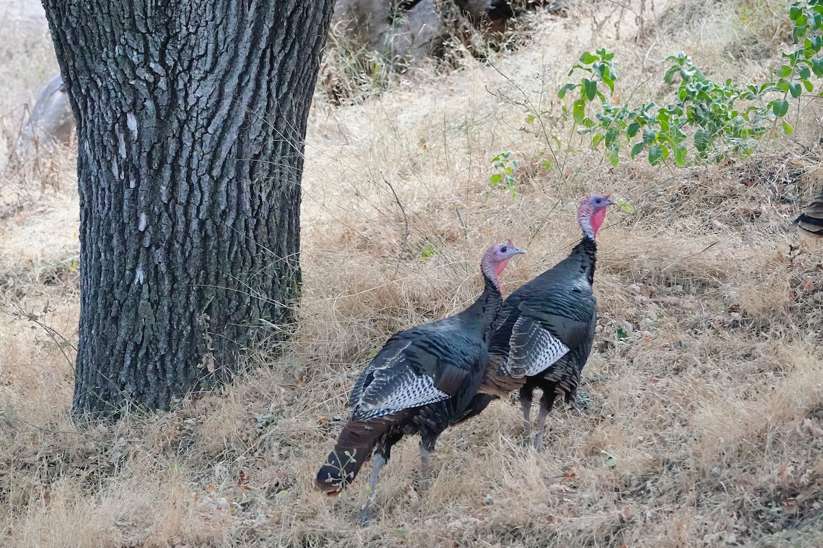 Wild Turkey - ML641459382