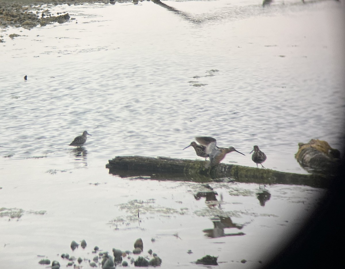 Хараалжин цууцил - ML641459446