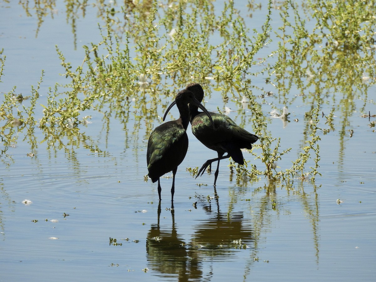 White-faced Ibis - ML641459463