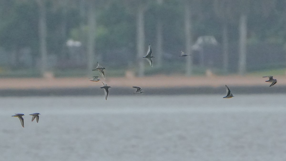Semipalmated Sandpiper - ML641459469