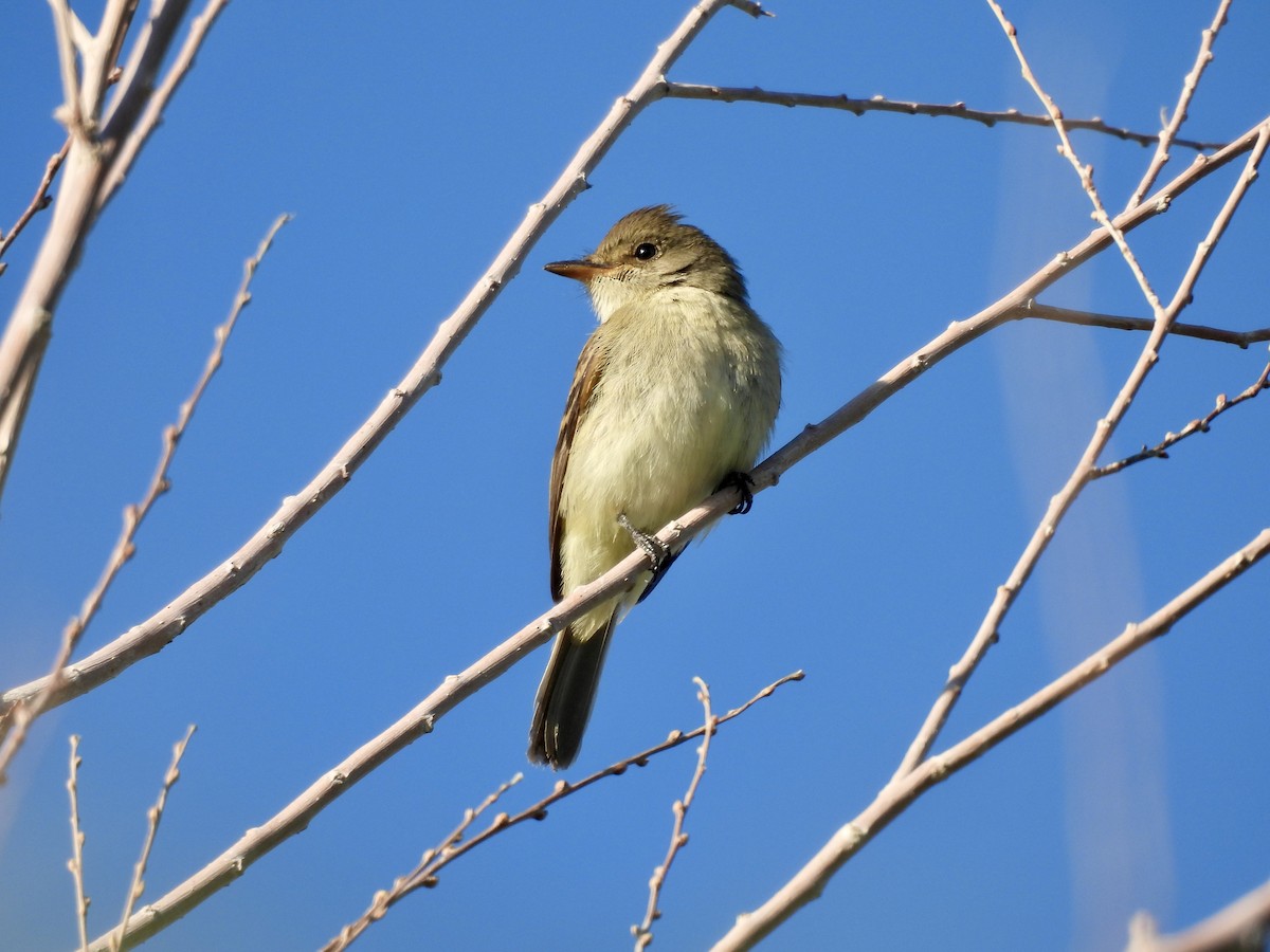 Willow Flycatcher - ML641459475