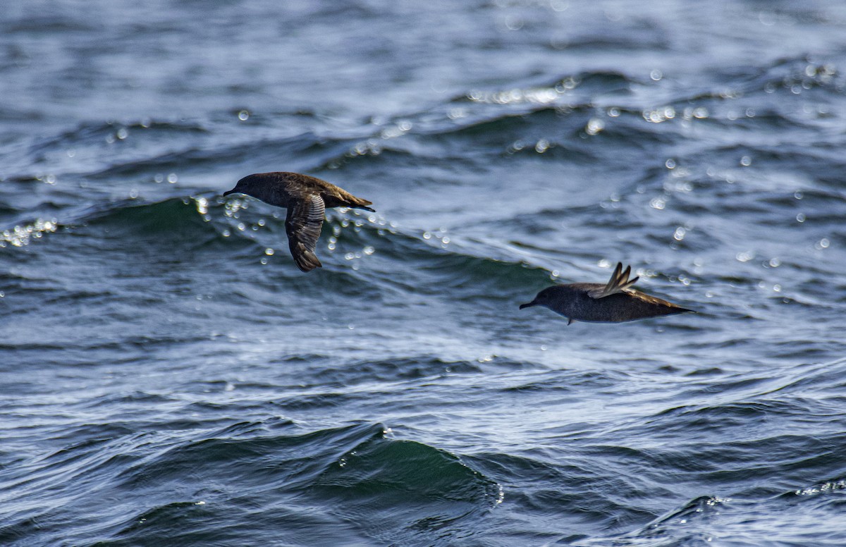 Sooty Shearwater - ML641459484