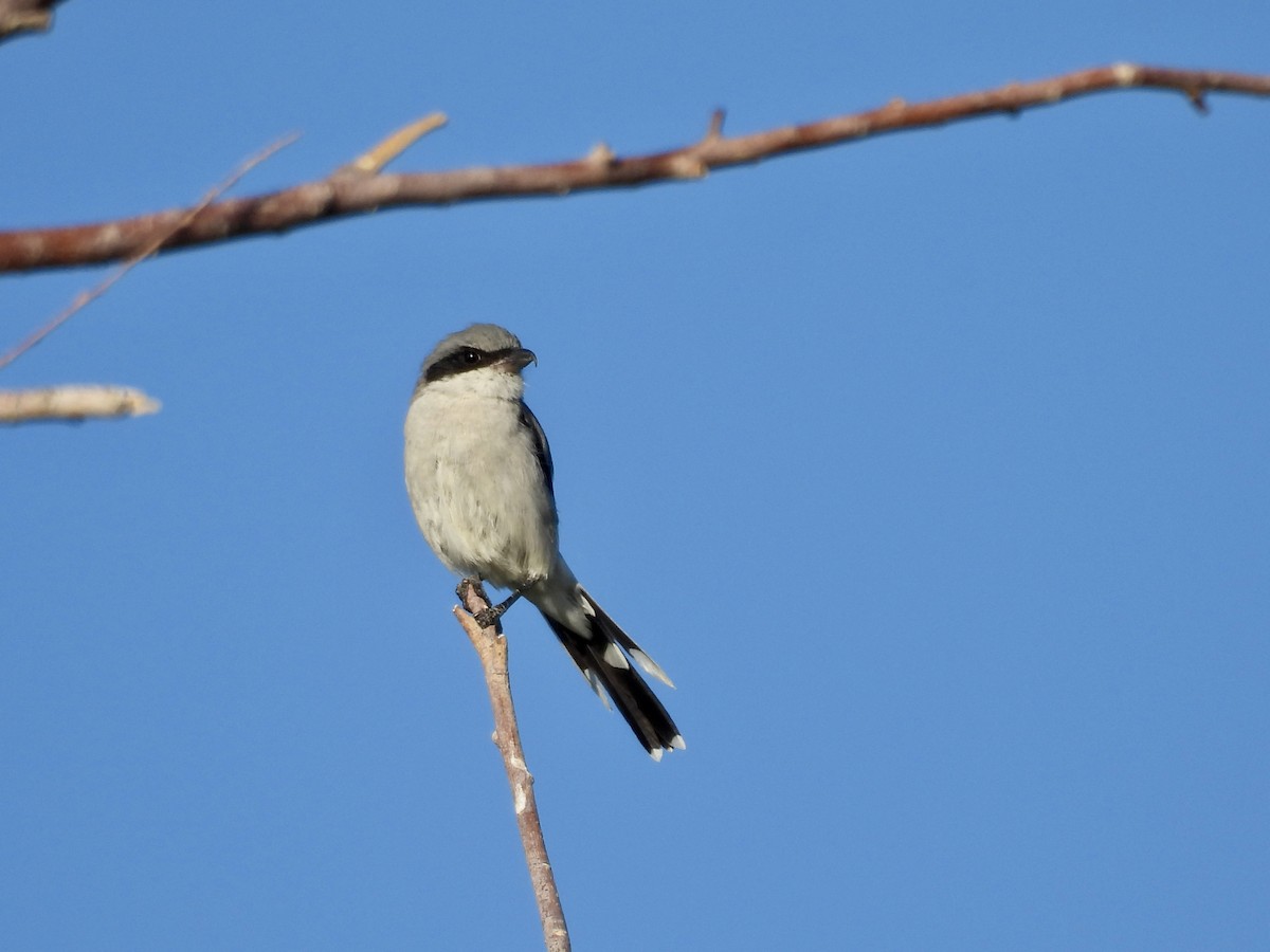 Loggerhead Shrike - ML641459501