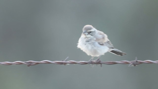 Black-throated Sparrow - ML641459517