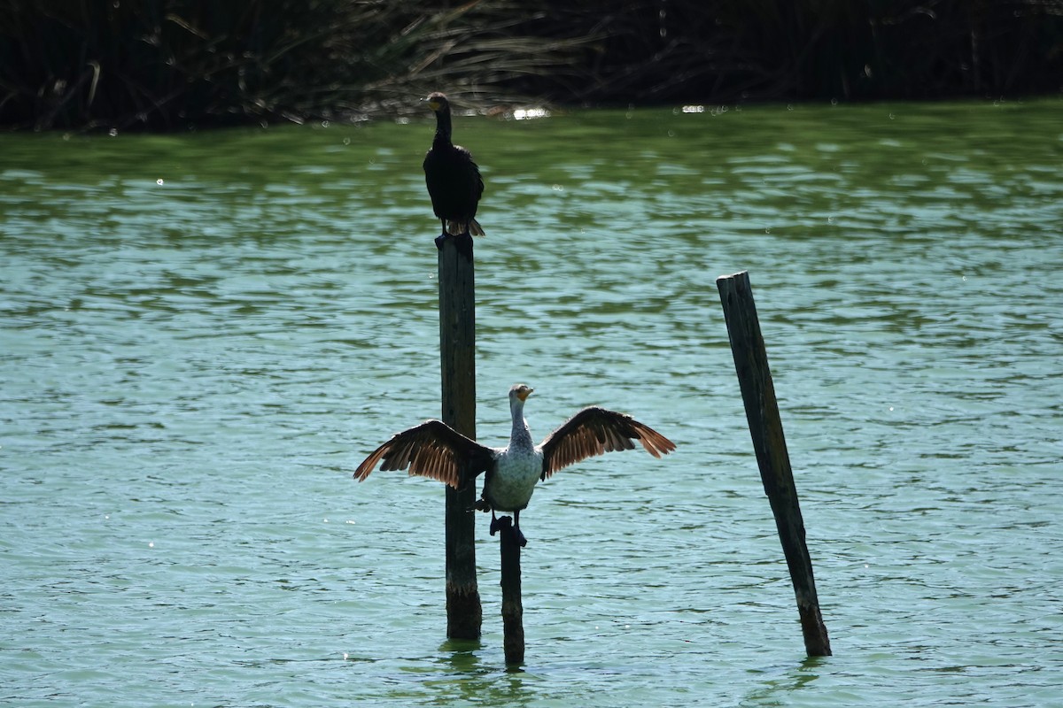 Double-crested Cormorant - ML641459556