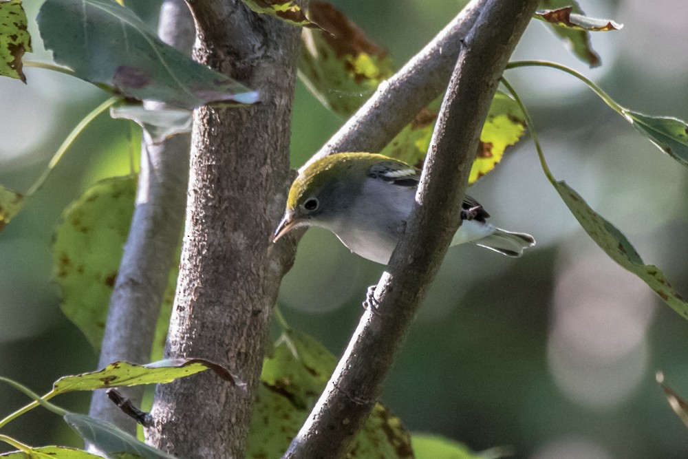 Chestnut-sided Warbler - ML641459559