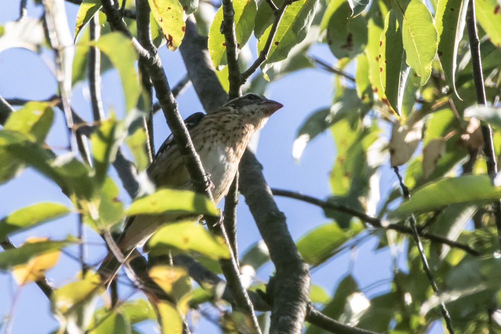 Rose-breasted Grosbeak - ML641459561