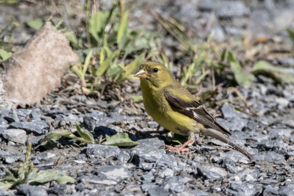 American Goldfinch - ML641459569