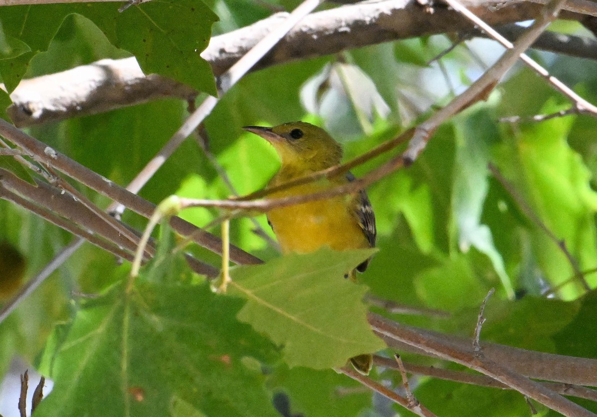 Oriole masqué - ML641459613