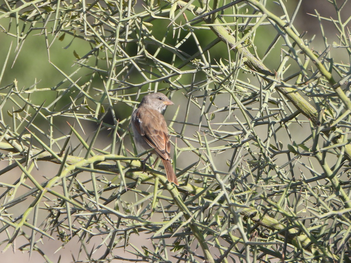Swahili Sparrow - ML641459627