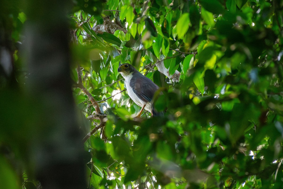 Slaty-backed Forest-Falcon - ML641459636