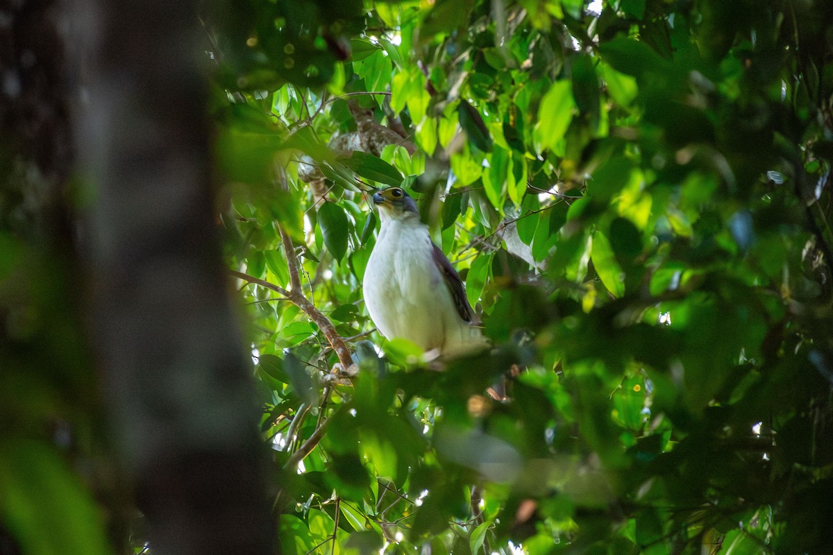 Slaty-backed Forest-Falcon - ML641459637