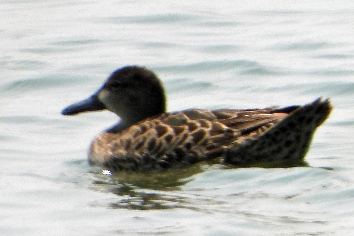 Blue-winged Teal - ML641459667