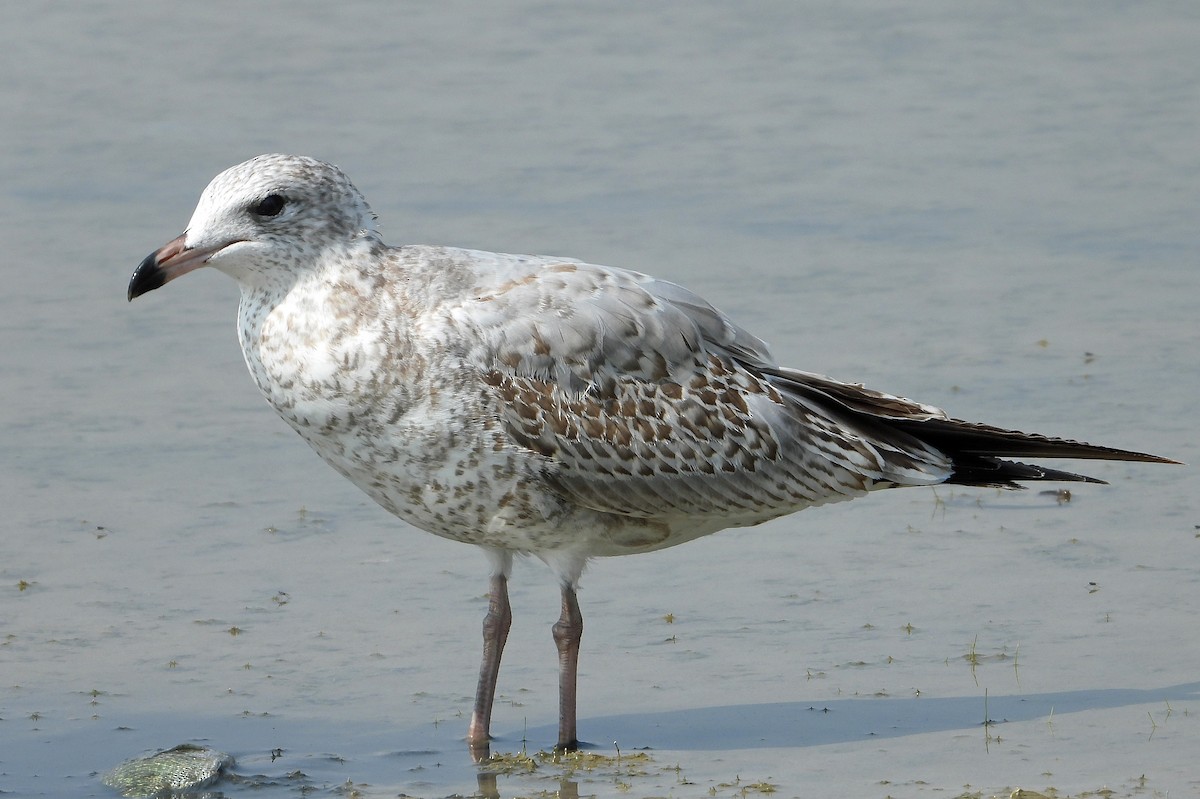 Ring-billed Gull - ML641459687