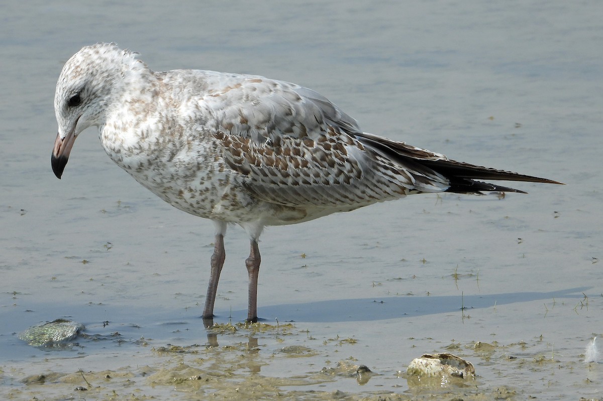 Ring-billed Gull - ML641459688