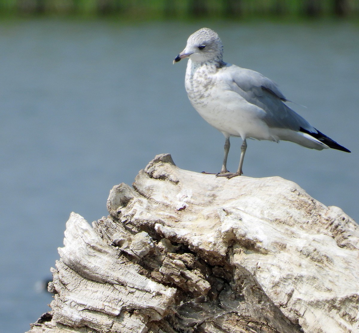 Ring-billed Gull - ML641459689