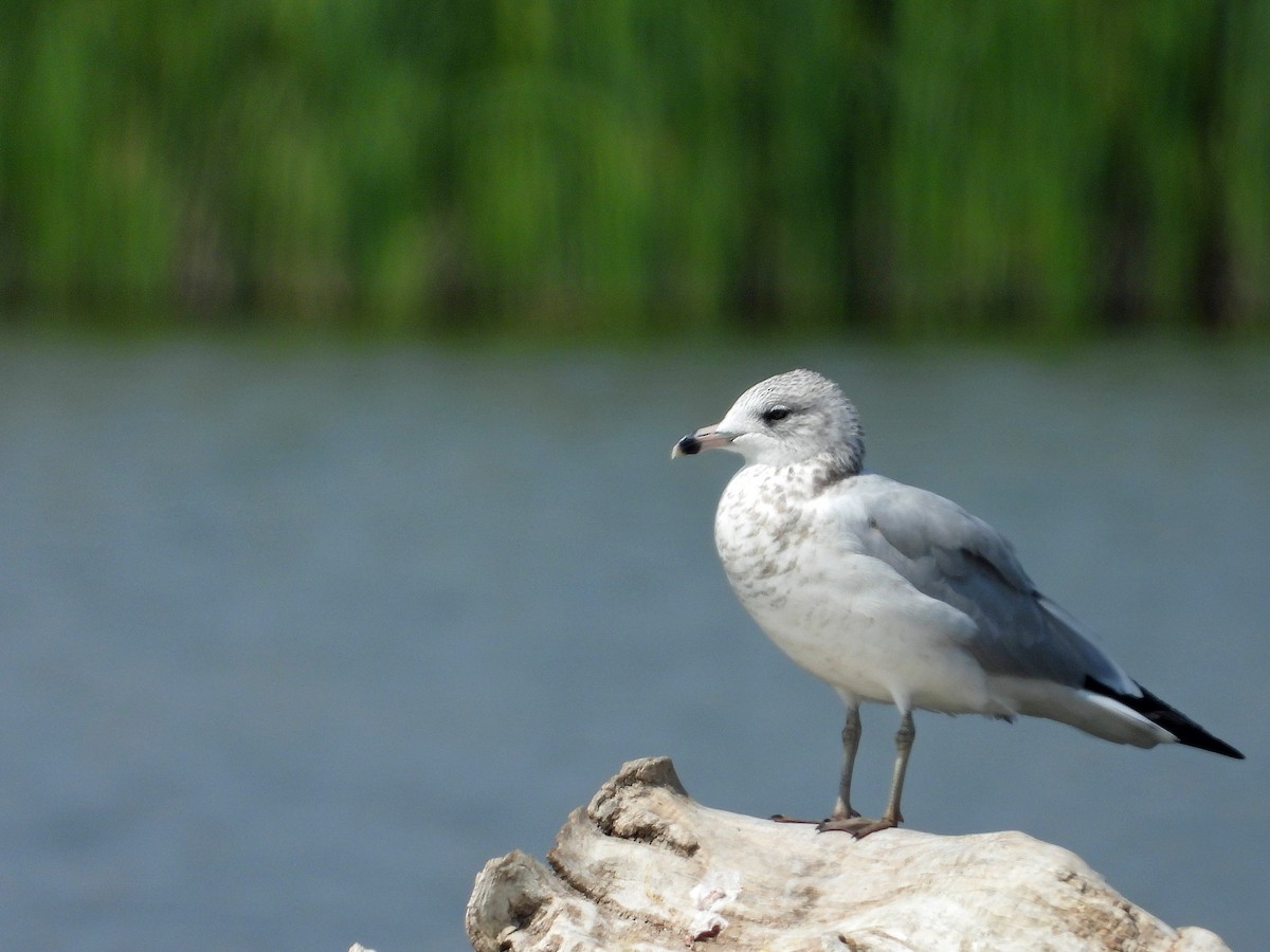 Ring-billed Gull - ML641459690