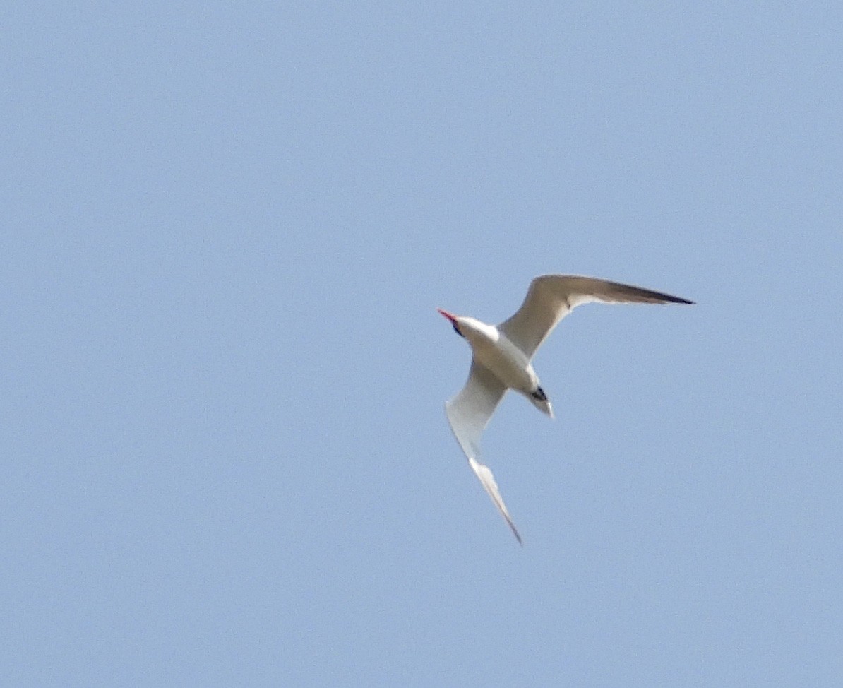 Caspian Tern - ML641459696