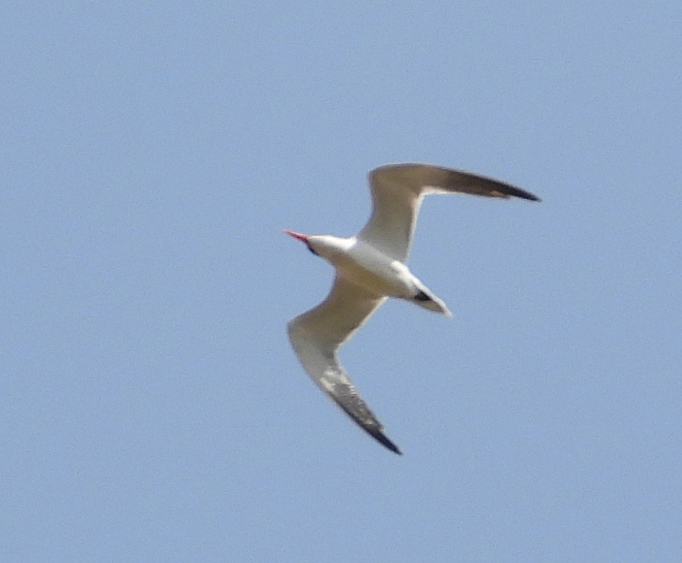 Caspian Tern - ML641459697