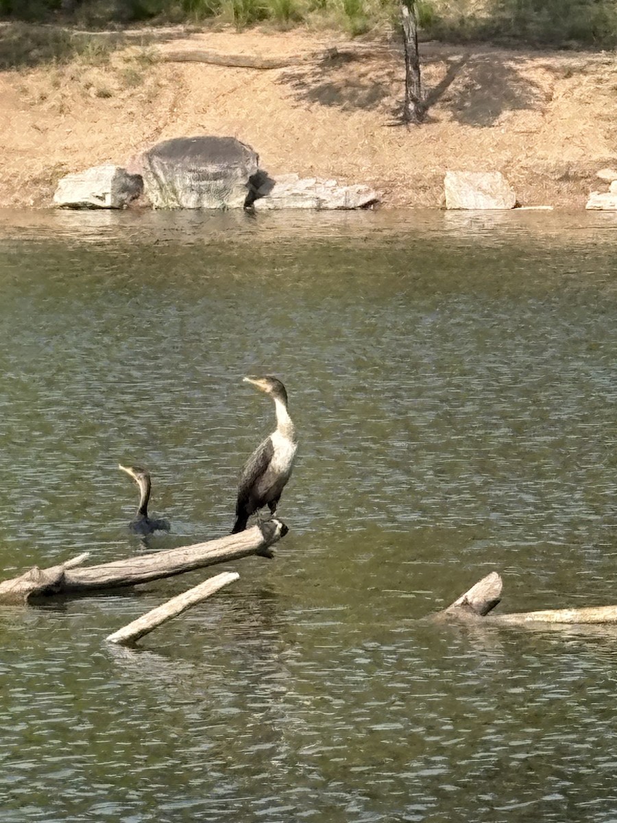 Double-crested Cormorant - ML641459701