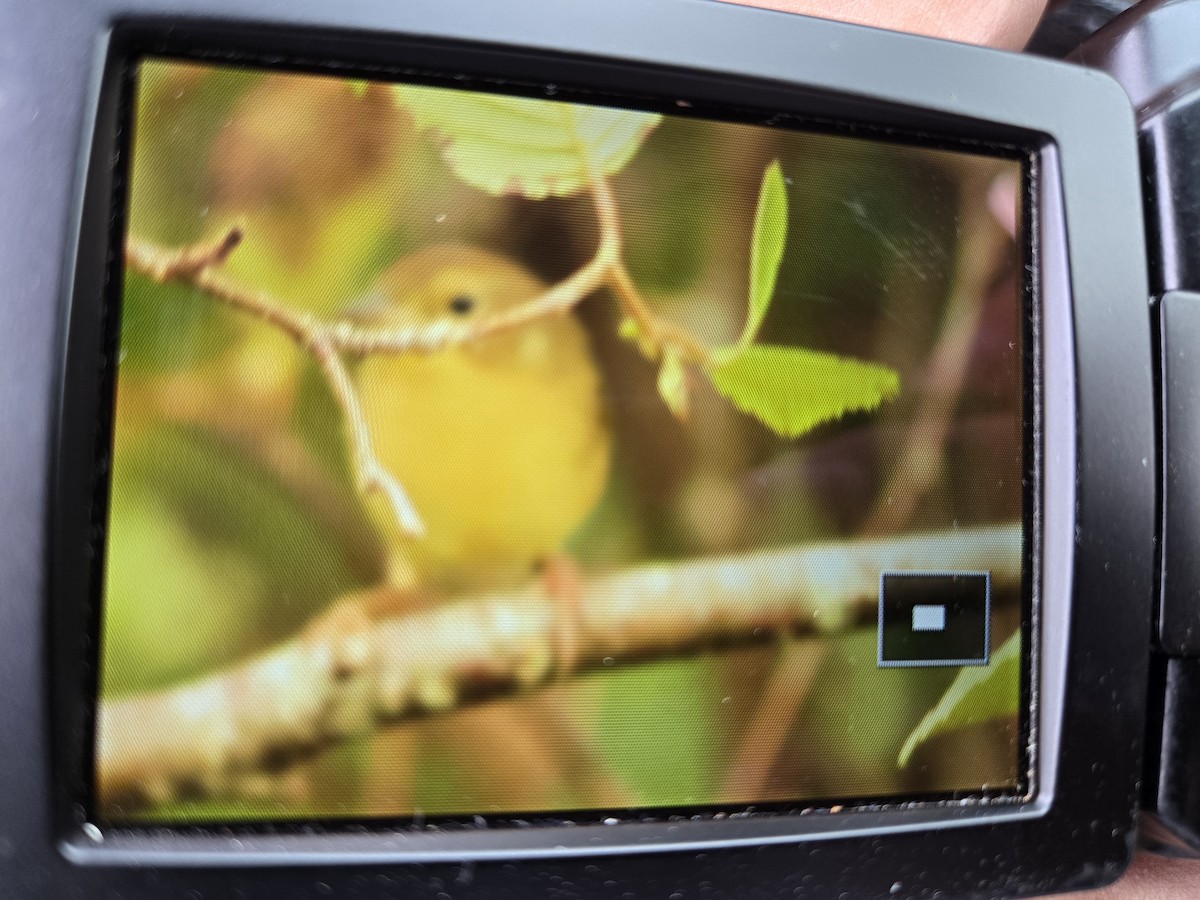new world warbler sp. - ML641459706