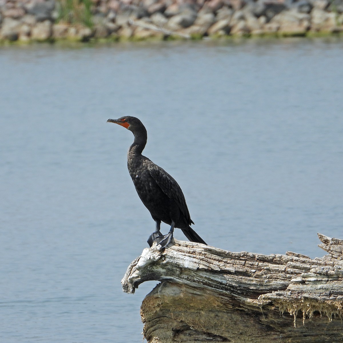 Double-crested Cormorant - ML641459707