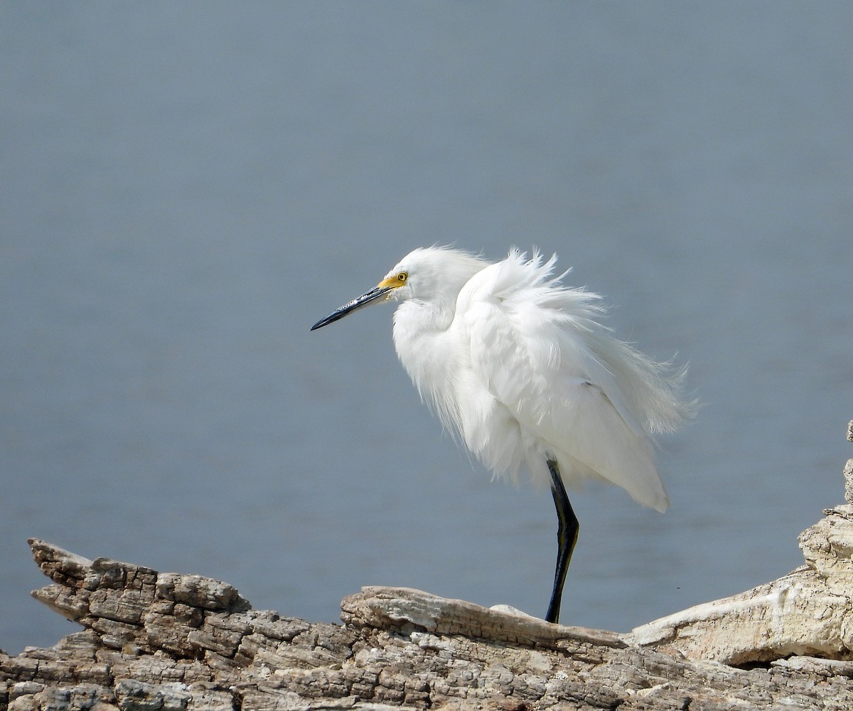 Snowy Egret - ML641459717