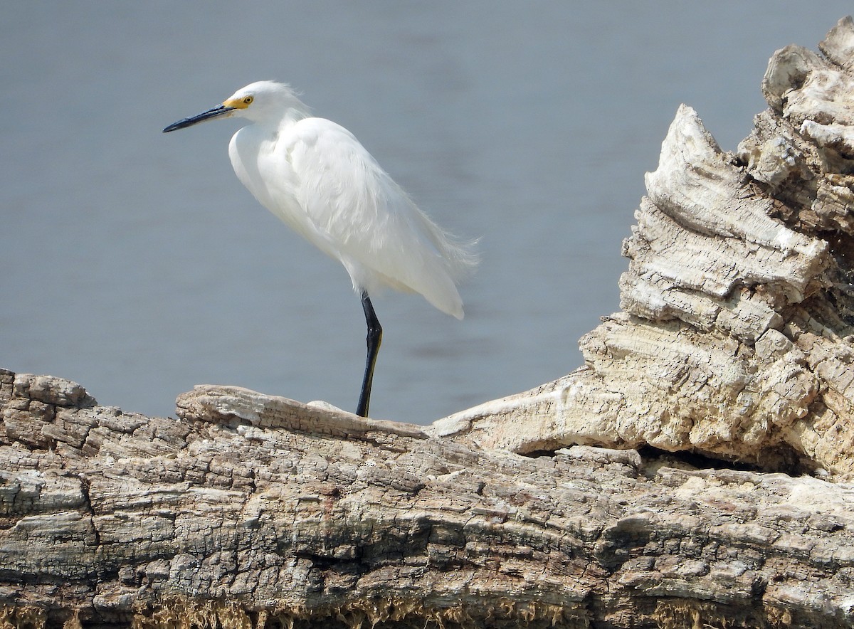 Snowy Egret - ML641459718
