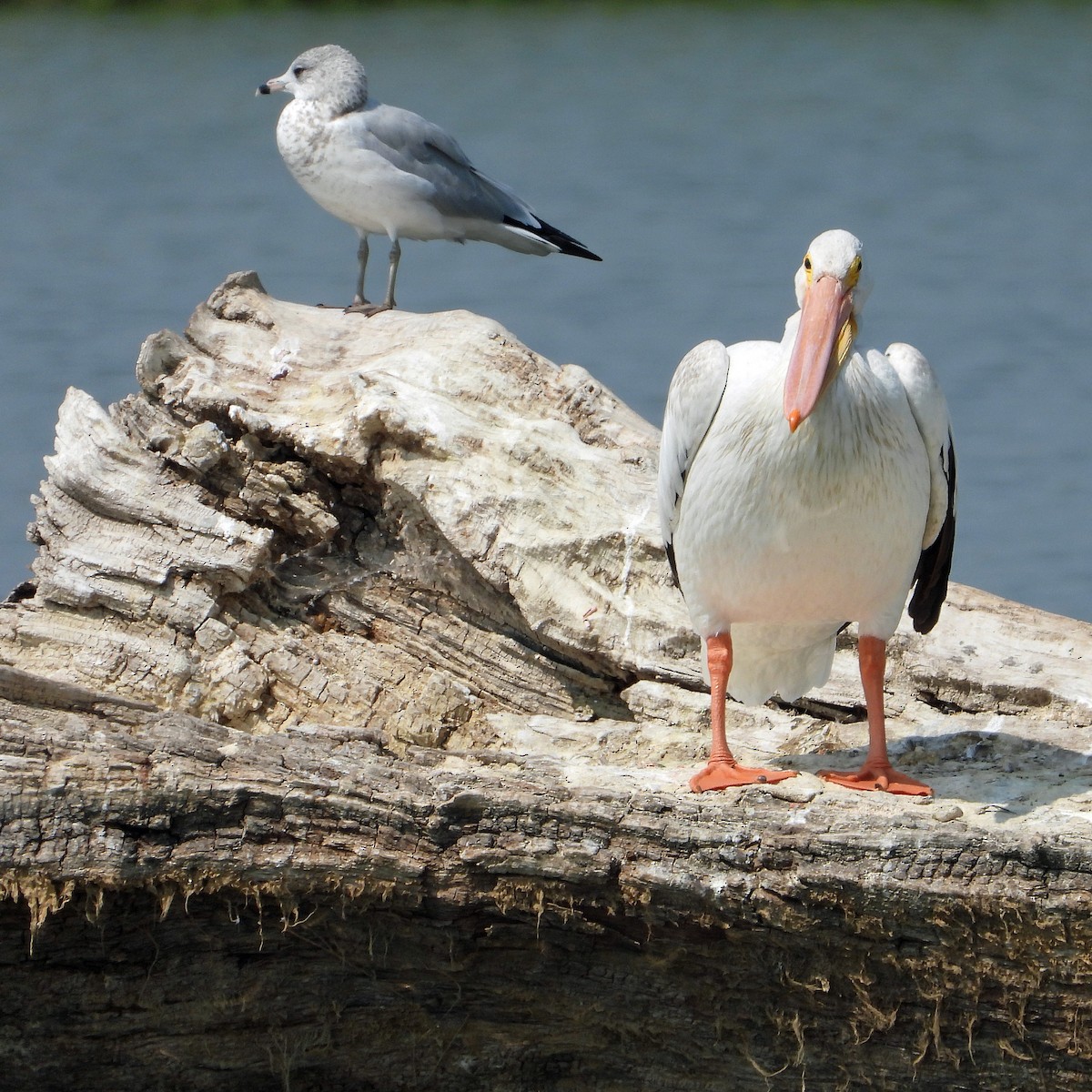 American White Pelican - ML641459731
