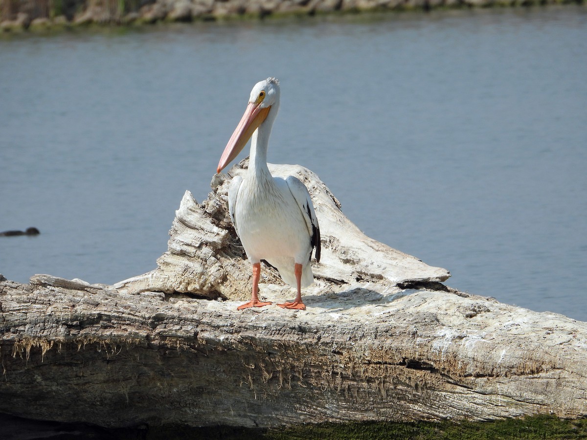 American White Pelican - ML641459732