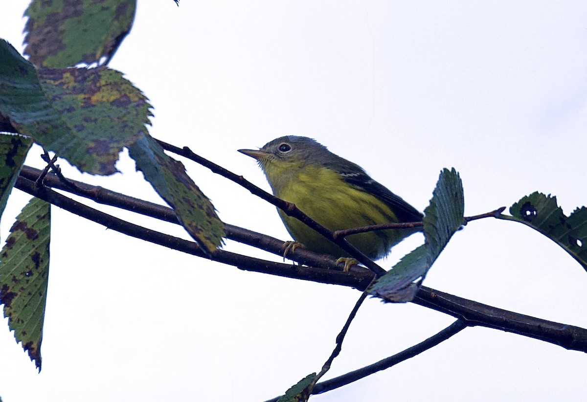 Magnolia Warbler - ML641459753