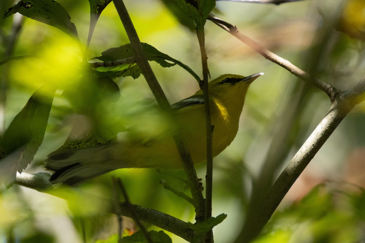 blåvingeparula - ML641459754