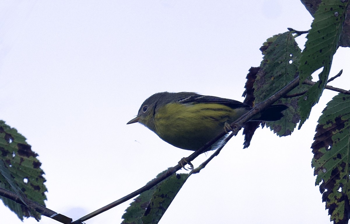Magnolia Warbler - ML641459784