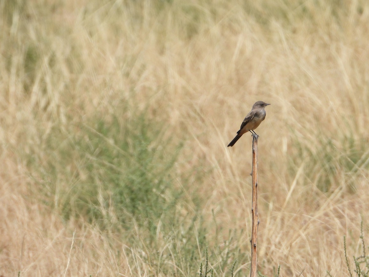 Say's Phoebe - ML641459788