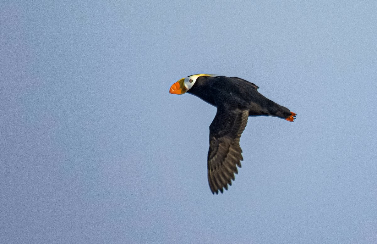 Tufted Puffin - ML641459806