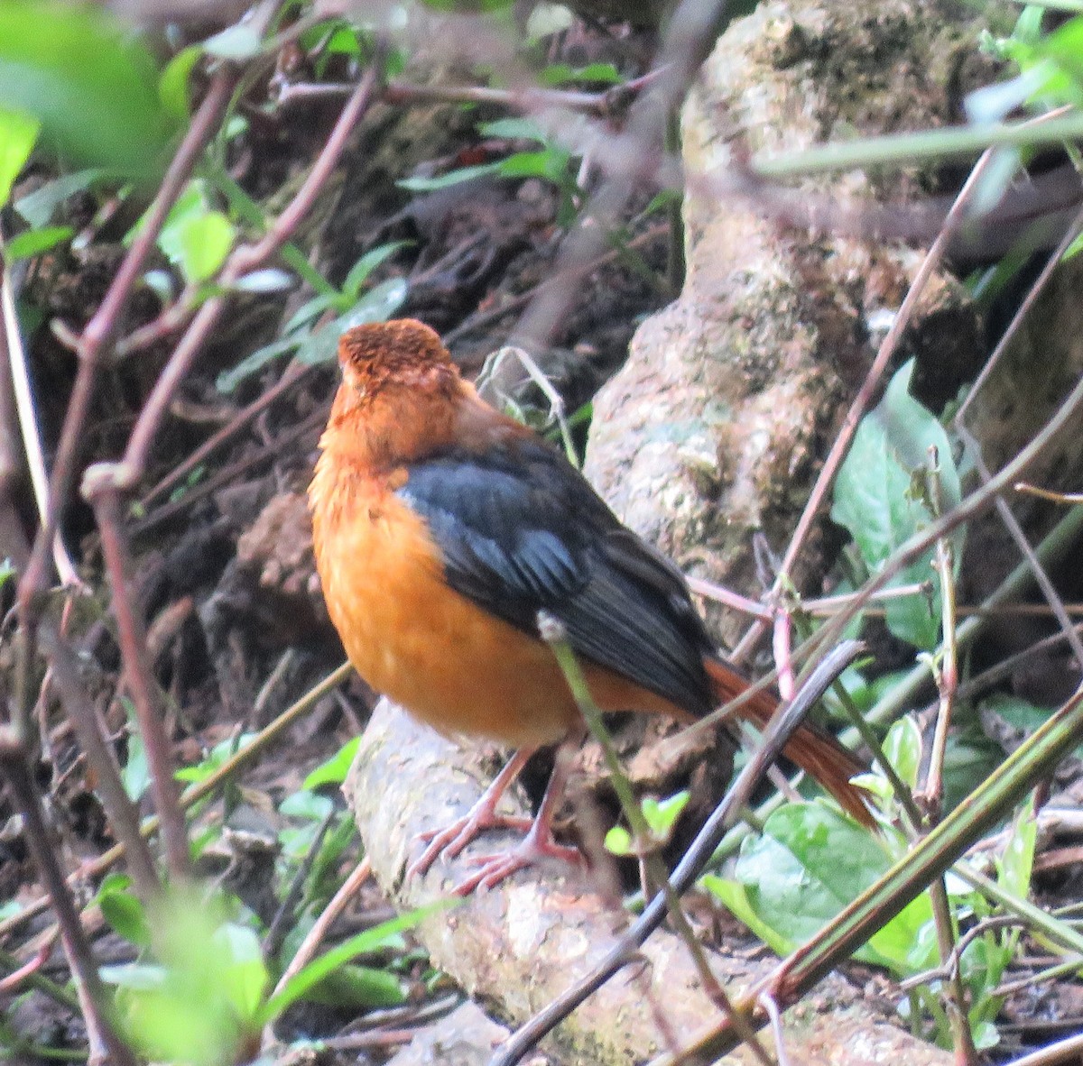Red-capped Robin-Chat - ML641459818