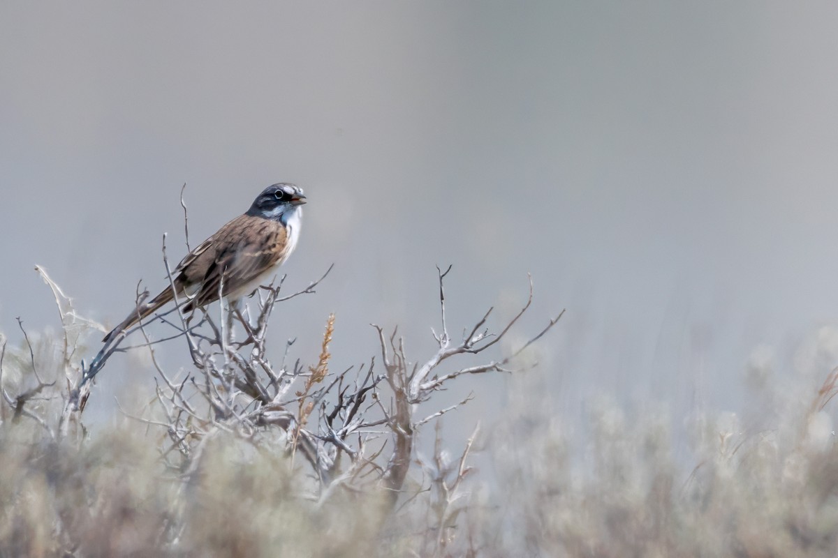 Sagebrush Sparrow - ML641459822
