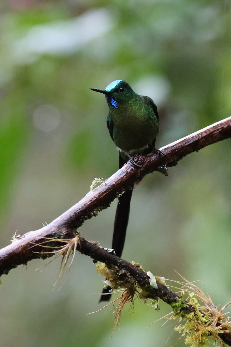 Long-tailed Sylph - ML641459840