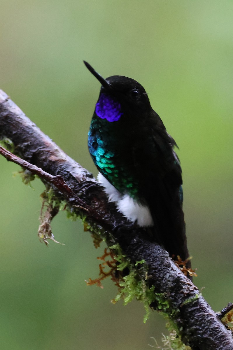 Glowing Puffleg - ML641459863
