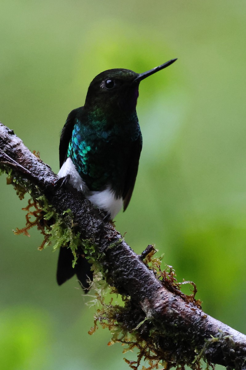 Glowing Puffleg - ML641459864