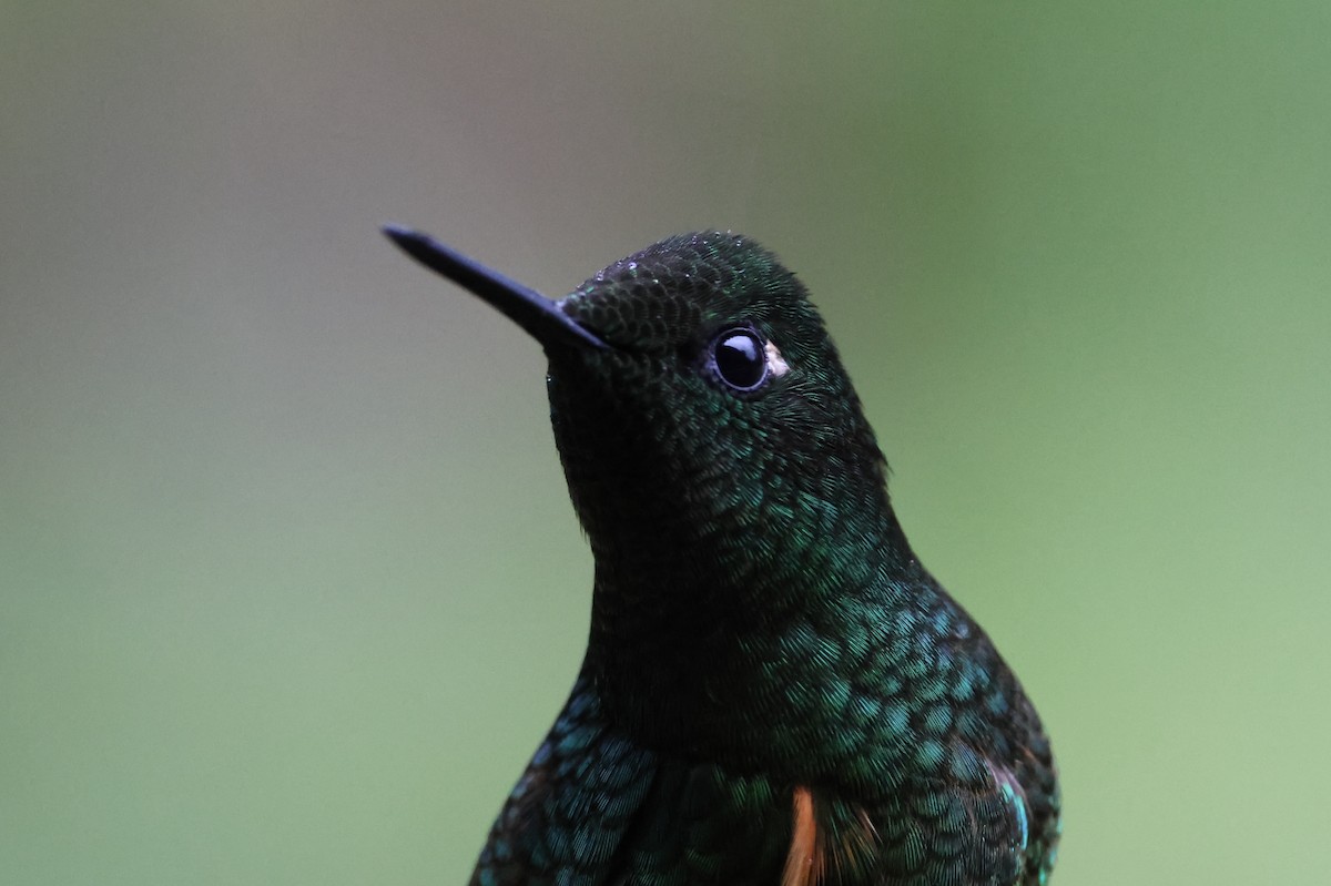 Buff-tailed Coronet - ML641459865