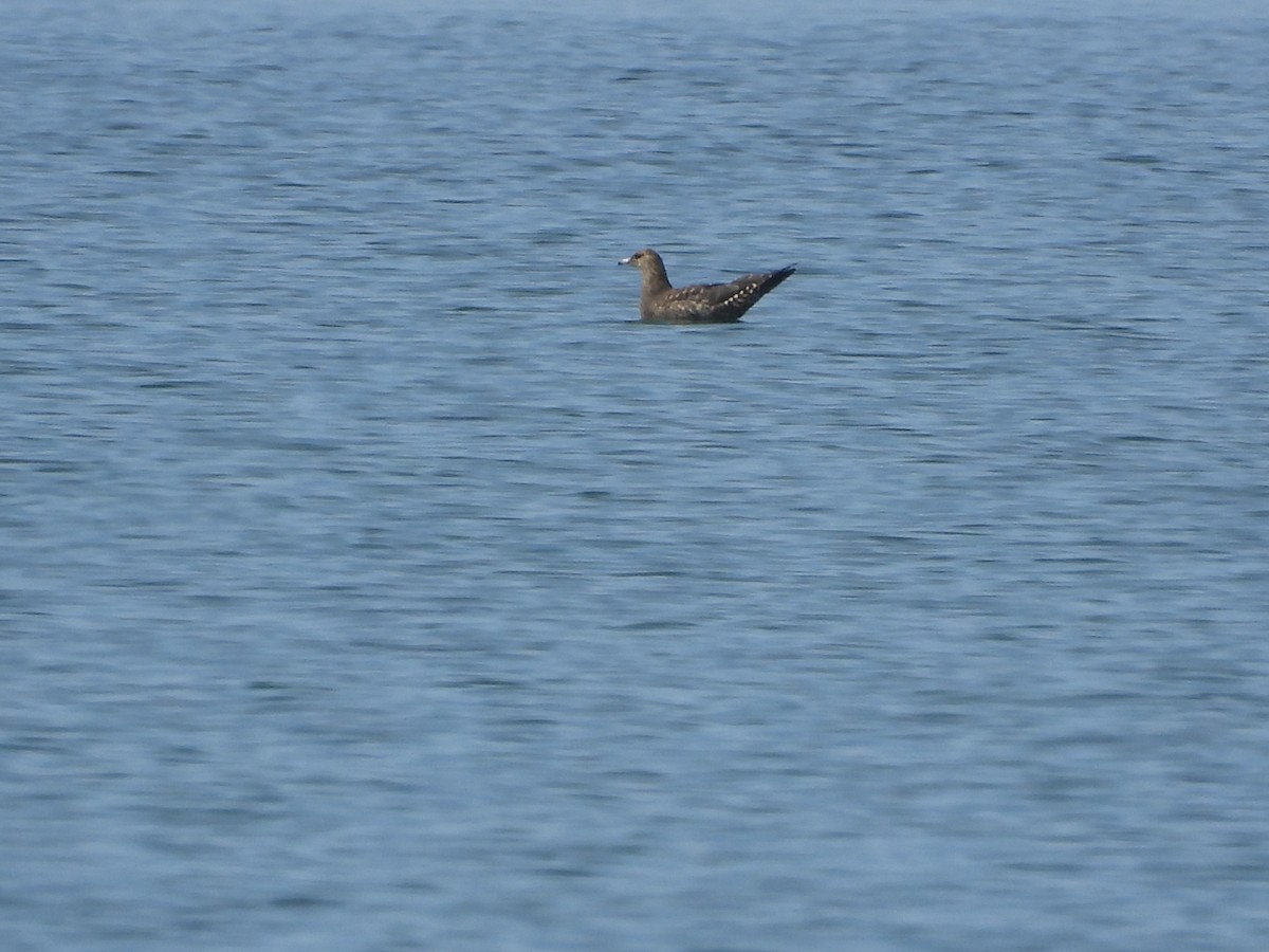 Parasitic Jaeger - ML641459874