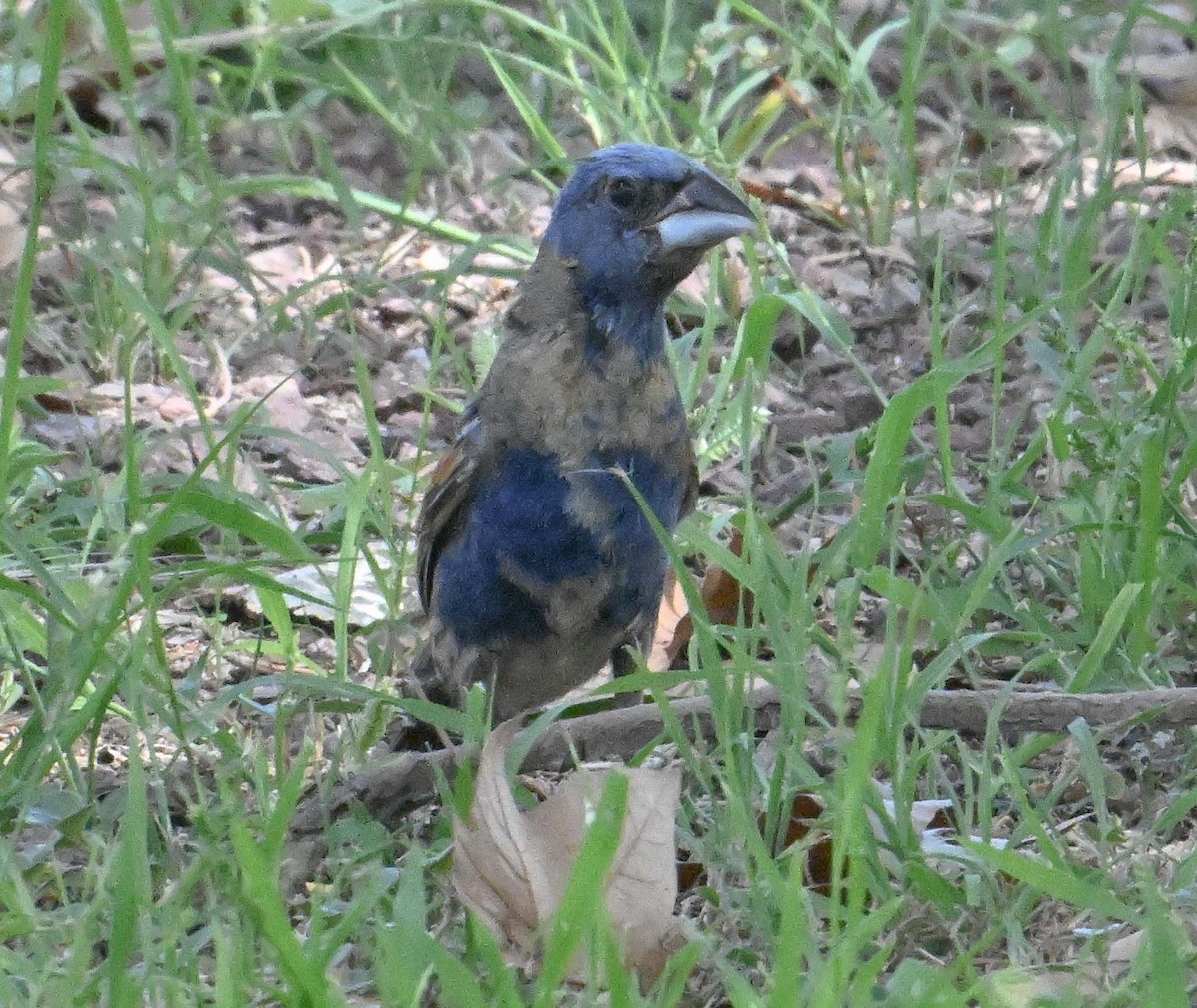 Guiraca bleu - ML641459891